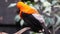 Beautiful Andean Cock-Of-The-Rock Close-up