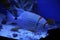 Beautiful angelfish swimming in clear blue aquarium