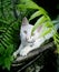 Beautiful Angelic Snow White Cat Among The Ferns