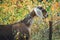 Beautiful Anglo-Nubian young goat with large white ears.