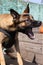 Beautiful angry Aggressive dog Belgian Shepherd Malinois grab criminal\'s clothes.