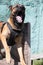 Beautiful angry Aggressive dog Belgian Shepherd Malinois grab criminal\'s clothes.