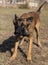 Beautiful angry Aggressive dog Belgian Shepherd Malinois grab criminal\\\'s clothes. Service dog training