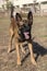 Beautiful angry Aggressive dog Belgian Shepherd Malinois grab criminal\\\'s clothes. Service dog training