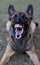 Beautiful angry Aggressive dog Belgian Shepherd Malinois grab criminal\\\'s clothes. Service dog training. Dog bites clothes