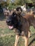 Beautiful angry Aggressive dog Belgian Shepherd Malinois grab criminal\\\'s clothes. Service dog training. Dog bites clothes