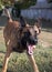 Beautiful angry Aggressive dog Belgian Shepherd Malinois grab criminal\\\'s clothes. Service dog training. Dog bites clothes.