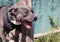 Beautiful angry dog staffordshire bull terrier. Blue american staffordshire terrier amstaff guard snatch criminal clothes. Service