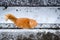 Beautiful angry ginger cat walking down the snowy street in winter. Selective focus