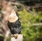 Beautiful Anhinga bird