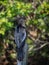 Beautiful Anhinga bird