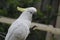 Beautiful animal and birds relaxing in the garden