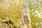 Beautiful animal in the nature habitat. Wildlife scene from nature, funny image. Cute Meerkat, Suricata suricatta, sitting on the