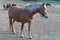 Beautiful animal pony horse brown