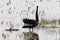 A beautiful animal portrait of a Black Swan and their baby Cygnets