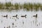 A beautiful animal portrait of a Black Swan and their baby Cygnets