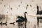 A beautiful animal portrait of a Black Swan and their baby Cygnets