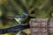 A beautiful animal portrait of a Bluetit eating seeds at a reserve