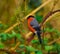 A beautiful animal portrait of a Bullfinch perched in a tree