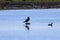 A beautiful animal portrait of a Cormorant perched on a log in a lake on a glorious summer morning