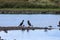 A beautiful animal portrait of a Cormorant perched on a log in a lake on a glorious summer morning