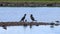 A beautiful animal portrait of a Cormorant perched on a log in a lake on a glorious summer morning