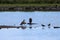 A beautiful animal portrait of a Cormorant perched on a log in a lake on a glorious summer morning