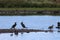 A beautiful animal portrait of a Cormorant perched on a log in a lake on a glorious summer morning