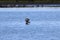 A beautiful animal portrait of a Cormorant perched on a log in a lake on a glorious summer morning