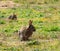 A beautiful animal portrait of a Rabbit - taken on Easter Sunday