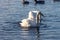 A beautiful animal portrait of a Whooper Swan on a lake