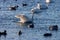 A beautiful animal portrait of a Whooper Swan on a lake