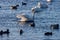 A beautiful animal portrait of a Whooper Swan on a lake