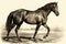 Beautiful Animal Retro Style Art Antique Horse Drawing