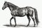 Beautiful Animal Retro Style Art Antique Horse Drawing