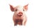 Beautiful Animal retro Style art Pig on white background.