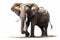 Beautiful animal style art pieces Powerful Elephant Portrait