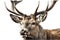 Beautiful animal style art pieces Regal Deer Portrait