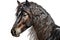 Beautiful animal style art pieces Regal Horse Portrait