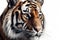 Beautiful animal style art pieces Striking Tiger Portrait