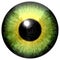 Beautiful animal yellow green predator aligator eyeball