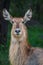 Beautiful antelope against a backdrop of a wide expanse of open grassland.