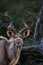 Beautiful antelope against a backdrop of a wide expanse of open grassland.