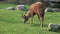 Beautiful antelope eats the grass