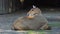 A Beautiful Antelope Lies on a Green Grass Lawn in a Zoo in Summer in Slo-Mo