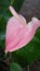 This is beautiful anthurium flower