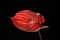 Beautiful anthurium flower on dark background