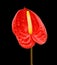 Beautiful anthurium flower on dark background.