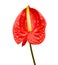 Beautiful anthurium flower isolated.