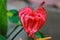 Beautiful anthurium flower stock images